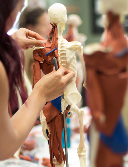 Система Анатомии в трех измерениях (Anatomy in 3D)